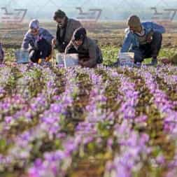 قیمت خرید زعفران از کشاورزان