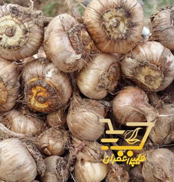 خرید و فروش پیاز زعفران در کرمان - خرید زعفران از کشاورز