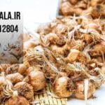 خرید و فروش پیاز زعفران در آذربایجان شرقی